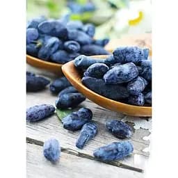 Саджанець Agro-Market Жимолость Югана (ранній термін дозрівання, морозостійкий сорт) 1 шт. в упаковці (43969) - мініатюра 2