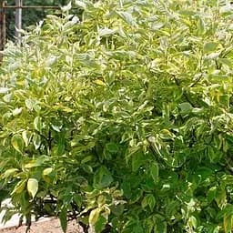 Дерен 5-річний білий "Gouchaultii" С5 висота 60-80см (187472) 1 саженец