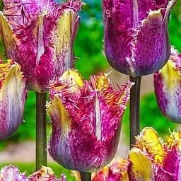 Тюльпан "Colour Fusion" (181254) 2 шт