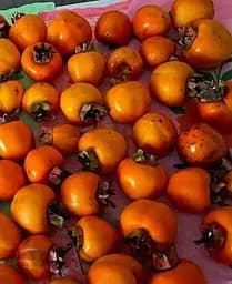 Саджанець Agro-Market Хурма на віргінській морозостійкій підщепі Божий дар вищий сорт! (42996) 1 шт. в упаковці - мініатюра 3