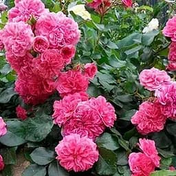 Роза почвопокровная Agro-Market ярко-розовая Вау Лав Wow Love премиальный зимостойкий сорт 1 шт. в упаковке (48955)