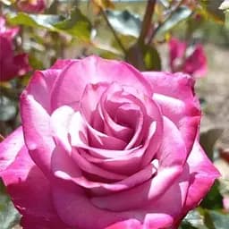 Троянда дрібноквіткова (спрей) Agro-Market Beach Hilcado саджанець класу АА+ вищий сорт 1 шт. в упаковці (181420)