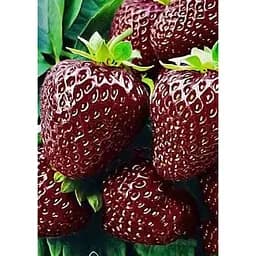 Саджанець Agro-Market Полуниця Чорний принц (Black Prince) 5шт (середній термін дозрівання) (25737)