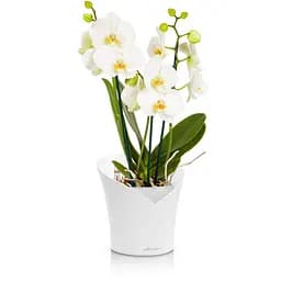 Вазон Lechuza Orchidea, 1 л, білий (13960) - мініатюра 4