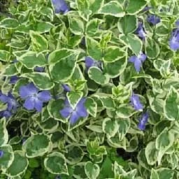 Саджанець Agro-Market Барвінок ряболистий Argenteovariegata (ефектний ґрунтопокривний багаторічник) (105450) 1 шт. в упаковці