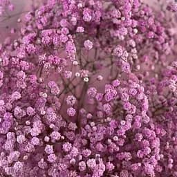 Гіпсофіла "Flamingo" (букетна під зріз) (183671) 1 саженец