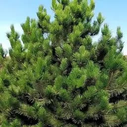 Сосна 4-річна Agro-Market Кримська С3 висота 40-50 см 188600 1 саджанець в упаковці