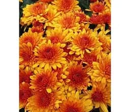 Саджанець Agro-Market Хризантема кущова середньоквіткова Da Vinci Orange (112816) 1 шт. в упаковці