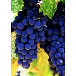Саджанець Agro-Market Виноград темно-синій Чорне море (Black Sea) (преміальний високоврожайний винний сорт) 1 шт. в упаковці (44312) - мініатюра 3