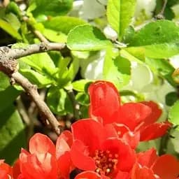 Саджанець Agro-Market Хеномелес японський Вітамінний (Vitamin) (преміальний сорт японської айви, скороплідних) 1 саджанець в упаковці (51141)