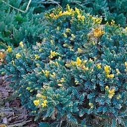 Ялівець лускатий "Golden Flame" С2 діаметр 15-20см (188034) 1 саджанець