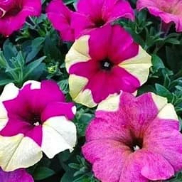 Сурфиния "Berry Mousse" (контейнер №10 высота 10-15 см) (47996) 1 саженец