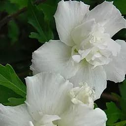 Саджанець Agro-Market Гібіскус деревовидний махровий White Chiffon (48796)