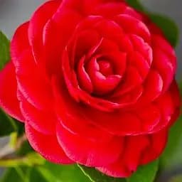 Камелия японская красная "Freedom Bell" (48324) 1 саженец