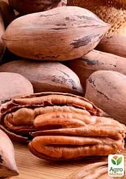 Саджанець Agro-Market Горіх Пекан Barton саджанець 3 роки (невибагливий, високоврожайний) 1 шт. в упаковці (179042) - мініатюра 2
