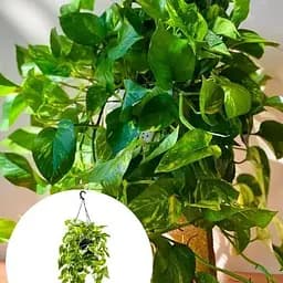 Епіпремнум Agro-Market Global Green (підвісний вазон, довжина пагонів 80-120 см) (188129) 1 саджанець в упаковці (кімнатний)  - мініатюра 2