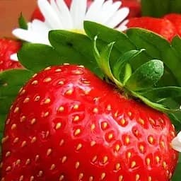 Саджанець Agro-Market Полуниця Королева Єлизавета (ремонтантний сорт, ранній термін дозрівання) 5 шт. в пакуванні (36607)