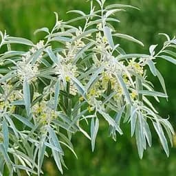 Маслина степова (медоносне і лікарське дерево) Agro-Market висота 60-80 см (189164) 1 саджанець в упаковці 