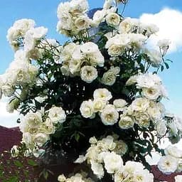 Троянда плетиста Agro-Market Айсберг саджанець класу АА+ вищий сорт 1 шт. в упаковці (23525)