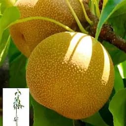 Груша азіатська Agro-Market Хосуї вкорінена в контейнері саджанець 2 роки 99956 1 саджанець в упаковці