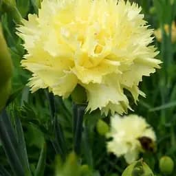 Гвоздика Махрова "Super Trouper Tilda" (188639) 1 саженец