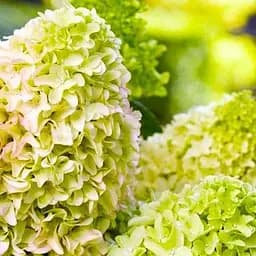 Саженец Agro-Market Гортензия метельчатая Little Spooky (64493)