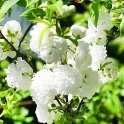 Сакура кущова "Alba Plena" (50726) 1 саджанець