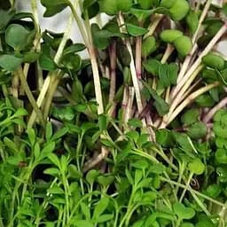 Насіння Agro-Market Мікрозелень Салатна суміш у банці 20 г (45226)