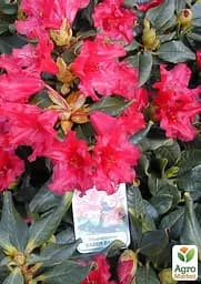 Саджанець Agro-Market Рододендрон червоний Баден-Баден (Baden-baden) (36866) - мініатюра 2