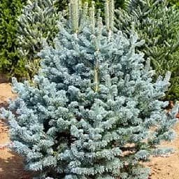 Пихта субальпийская Agro-Market Argentea С30 высота 90-110 см 176436 1 саженец в упаковке