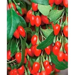 Саженец Agro-Market Годжи Деликат (перекрестное опыление, сажать по 2 шт) 1 саженец (177579)