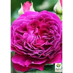 Троянда шрабова Agro-Market Purple Lodge (саджанець класу АА+) вищий сорт (187613) 1 саджанець в упаковці