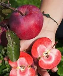 Саджанець Agro-Market Яблуня червоном'яса Одіссо (літній сорт, середній термін дозрівання) 1 шт. в упаковці (146080)