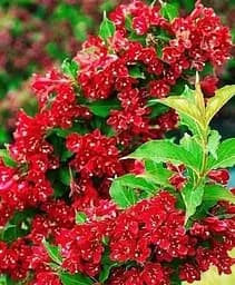 Саджанець Agro-Market Вейгела 2-х річна Red Prince С2 висота 20-40 см (103610) 1 шт. в упаковці