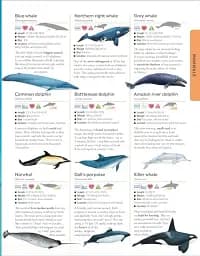 Animals A Children's Encyclopedia - мініатюра 5