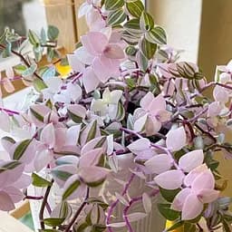 Саженец Agro-Market Колизия Бьянка (Callisia repens Bianca&amp;quot;) (60488) 1 шт. в упаковке