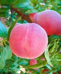 Саджанець Agro-Market Персик Монтар (літній сорт, пізній термін дозрівання) 1 шт. в упаковці (101886)