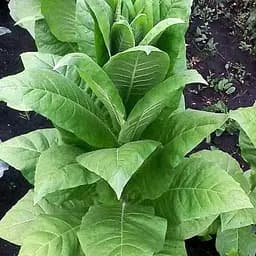 Семена Табак для курения "Дюбек" Весна 1г (45405)