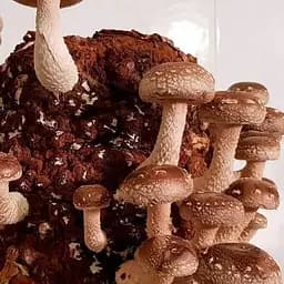 Сухий зерновий міцелій "Шиитаке імператорський" 10г (45511)