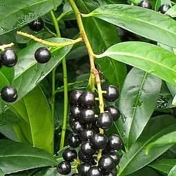 Лавровишня лікарська Agro-Market 1 рік (38436) 1 саджанець в упаковці 