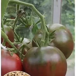 Насіння Весна на вагу Томат Чорний принц ціна за 1 г (32090)