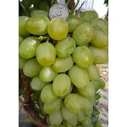 Саджанець Agro-Market Виноград Княгиня Ольга (середній термін дозрівання, ягоди можуть зберігатися до Нового року без зміни смаку) 1 шт. в упаковці (25531)