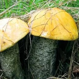 Сухий зерновий міцелій "Підосичник жовто-бурий" 100г (45589)