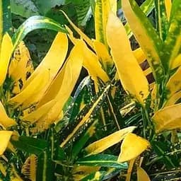 Саженец Agro-Market Кодиеум Codiaum Sunny Star (53386)