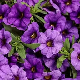 Калибрахоа Mini Famous Neo "Light Blue" (190202) 1 саженец