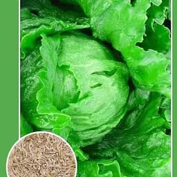 Насіння Весна Салат хрусткий Снігова королева 1.5 г (21728)