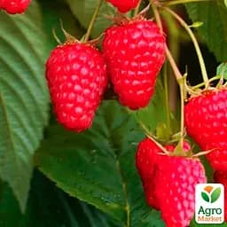 Малина ремонтантная Agro-Market "Маргарита" (крупноплодный, ранний, транспортабельний сорт) (188750) 1 шт в упаковке