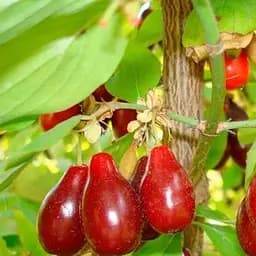 Саджанець Agro-Market Кизил Семен (середній термін дозрівання, плоди не осипаються) 1 шт. в пакуванні (35875)