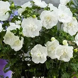 Саджанець Agro-Market Гібіскус сирійський White Chiffon С2, висота 35-45 см (102093)