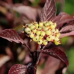 Дерен 5-річний білий "Kesselringii" С5 висота 60-80см (187473) 1 саженец